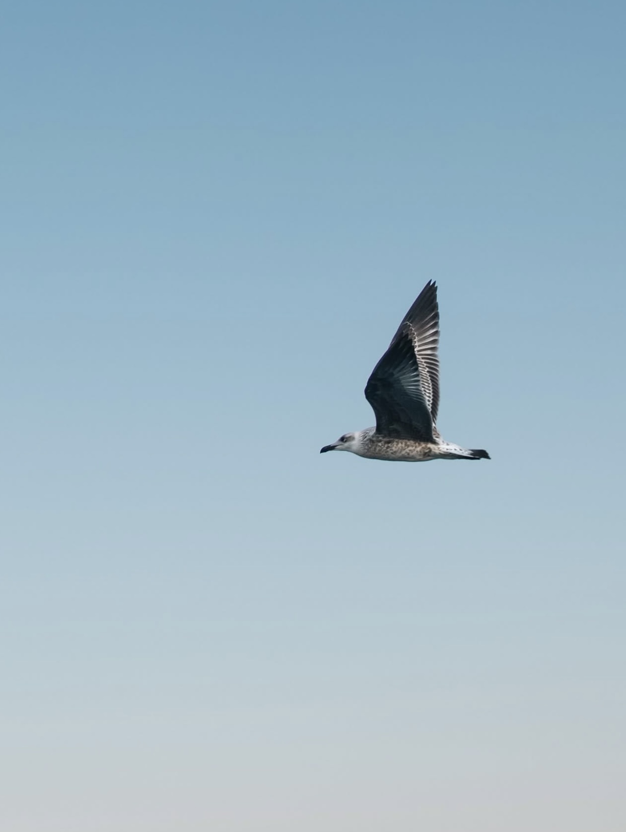 Gaivota em voo contra o céu
